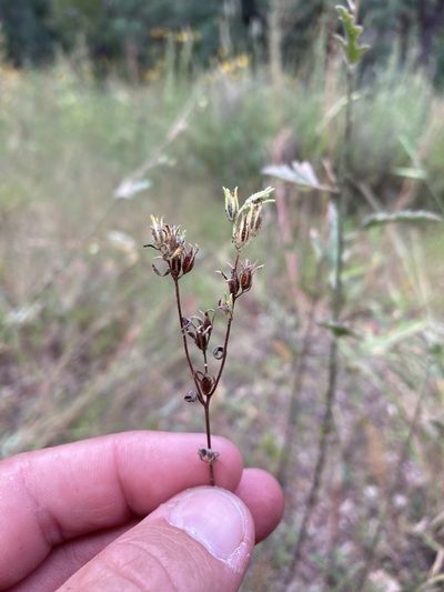 Nama dichotoma, photographed by Cecelia Alexander