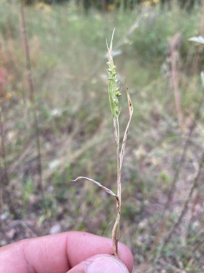 Setaria grisebachii, photographed by Cecelia Alexander