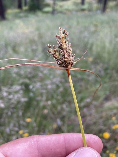 Cyperus fendlerianus, photographed by Cecelia Alexander