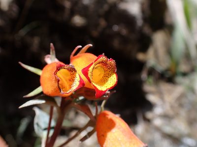 Seemannia sylvatica, photographed by Skjold Søndergaard