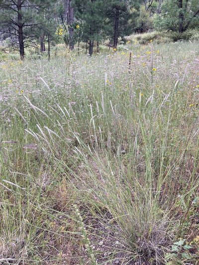 Muhlenbergia wrightii, photographed by Cecelia Alexander