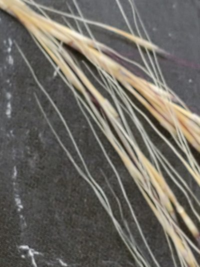 Muhlenbergia spiciformis, photographed by Jo Roberts