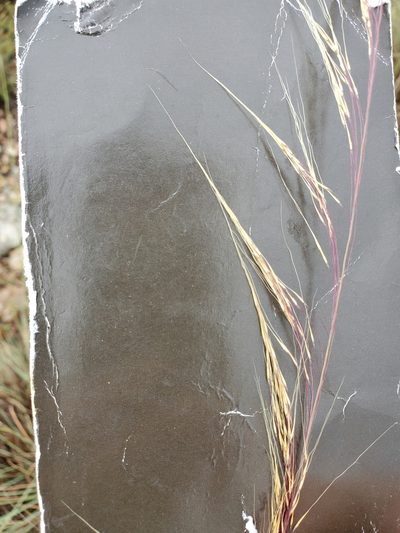 Muhlenbergia spiciformis, photographed by Jo Roberts