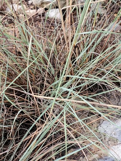 Muhlenbergia spiciformis, photographed by Jo Roberts