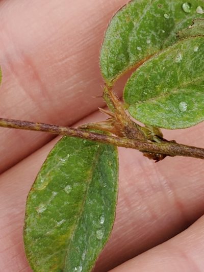 Galactia texana, photographed by Jo Roberts