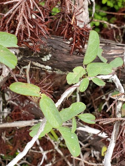 Galactia texana, photographed by Jo Roberts