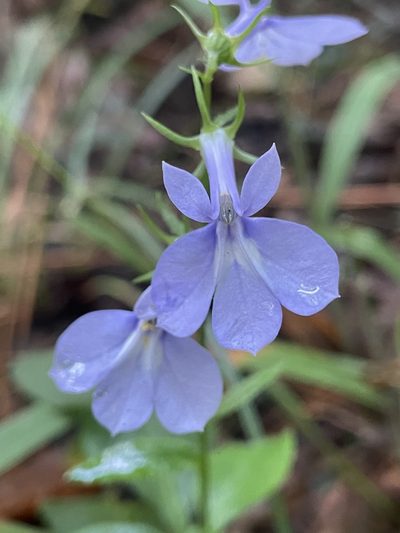 Lobelia amoena, photographed by Bill Sheehan