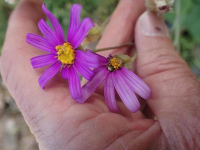 Othonna rosea, photographed by Peter Warren