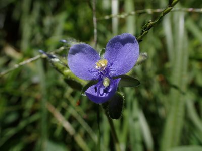 Tinantia erecta, photographed by Skjold Søndergaard