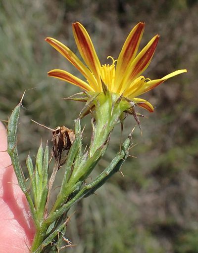 Cullumia aculeata, photographed by Nicola van Berkel