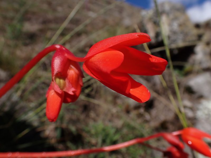 Begonia veitchii, photographed by Skjold Søndergaard