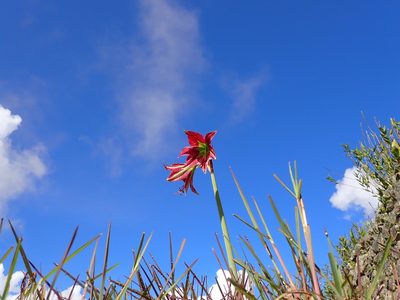 Hippeastrum machupijchense, photographed by Skjold Søndergaard