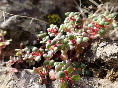 Pilea serpyllacea, photographed by Skjold Søndergaard