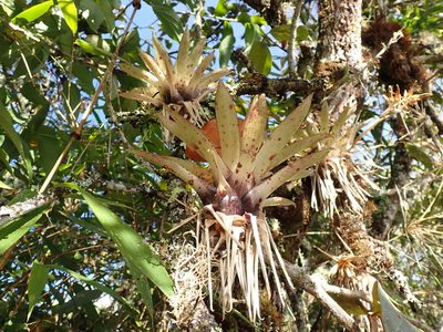 Tillandsia biflora, photographed by Skjold Søndergaard