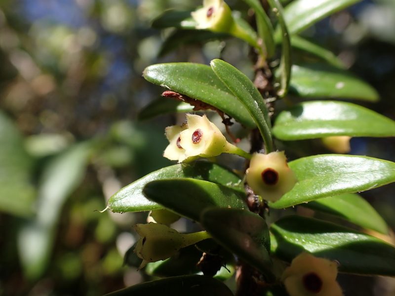 Demosthenesia pearcei, photographed by Skjold Søndergaard
