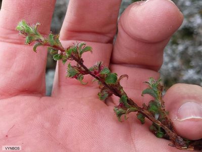 Cliffortia tricuspidata, photographed by Chris Vynbos