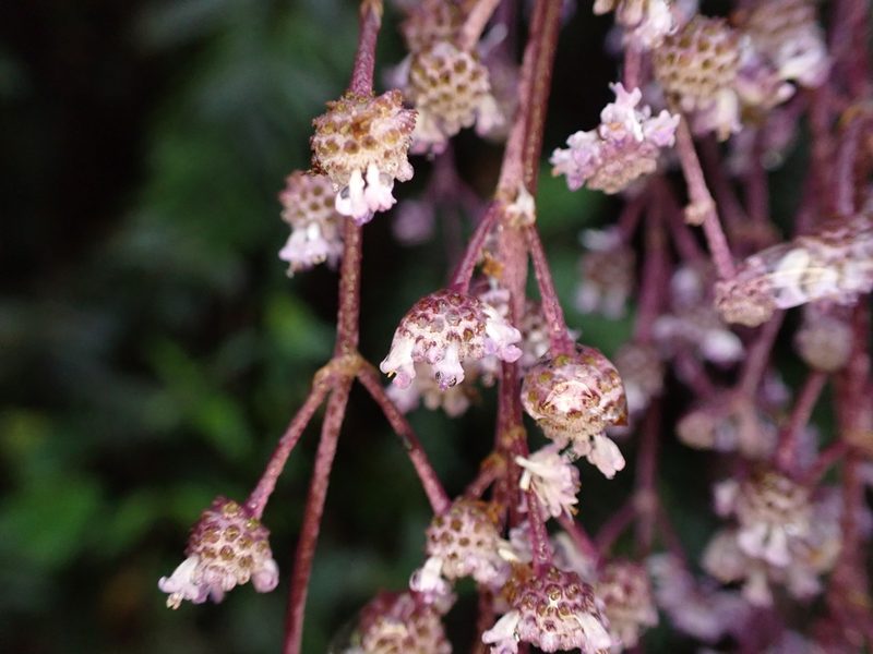 Hyptis odorata, photographed by Skjold Søndergaard