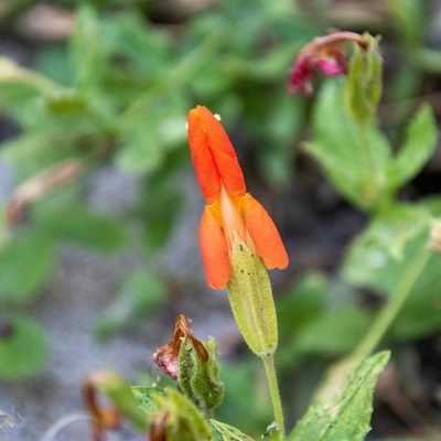 Erythranthe cardinalis, photographed by Stella