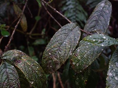 Hyptis odorata, photographed by Skjold Søndergaard