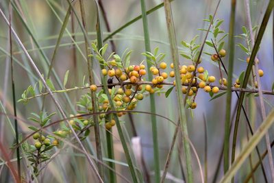Ilex myrtifolia, photographed by Lauren McLaurin