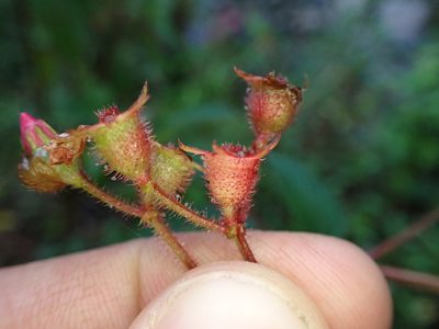 Chaetogastra incarum, photographed by Skjold Søndergaard