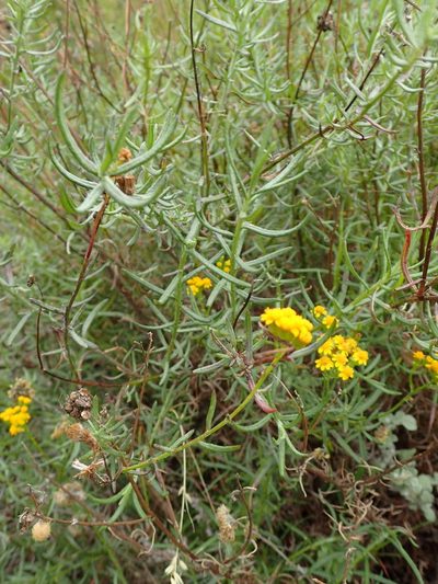 Senecio rosmarinifolius, photographed by Nicola van Berkel