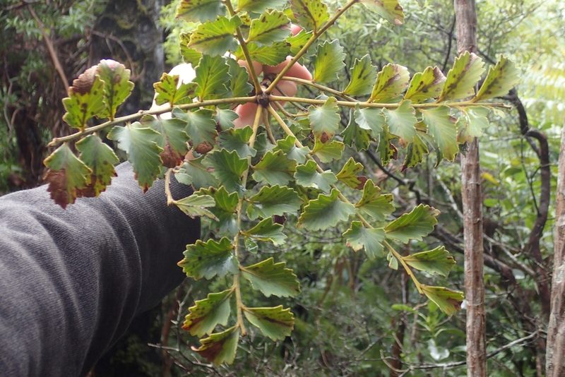 Phyllocladus toatoa, photographed by Oscar Dove