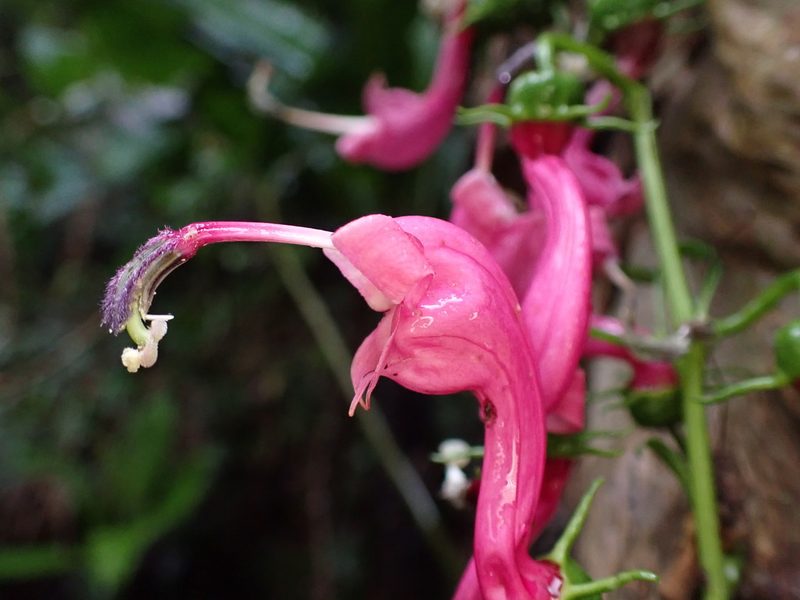 Centropogon urubambae, photographed by Skjold Søndergaard