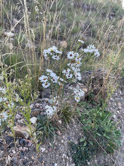 Symphyotrichum porteri, photographed by Stephen Hornbeck