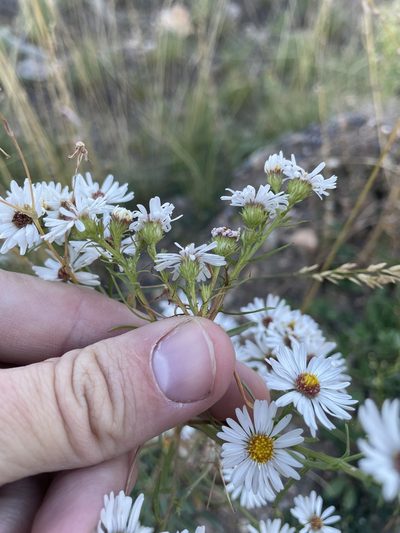 Symphyotrichum porteri, photographed by Stephen Hornbeck