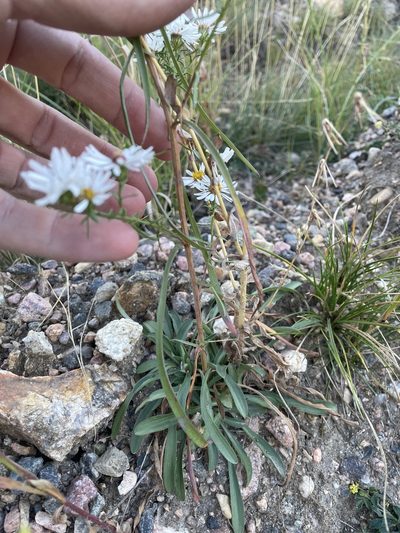 Symphyotrichum porteri, photographed by Stephen Hornbeck