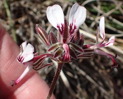 Pelargonium dipetalum, photographed by Nicola van Berkel