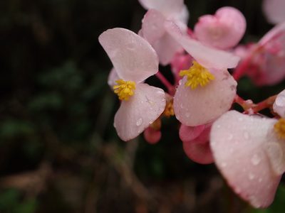 Begonia bracteosa, photographed by Skjold Søndergaard