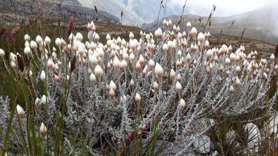 Syncarpha lepidopodium, photographed by Chris Vynbos