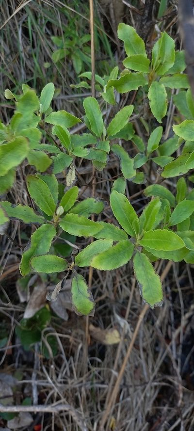 Brachyglottis perdicioides, photographed by M Rutherford