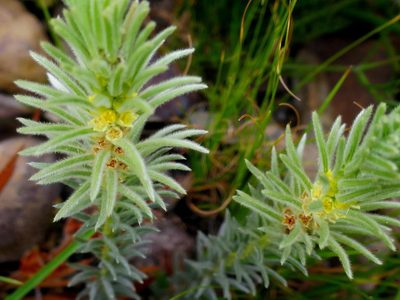Phylica velutina, photographed by Di Turner
