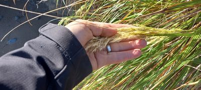 Chionochloa flavicans, photographed by M Rutherford