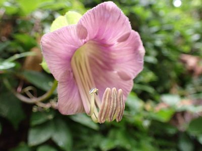 Cobaea scandens, photographed by Skjold Søndergaard