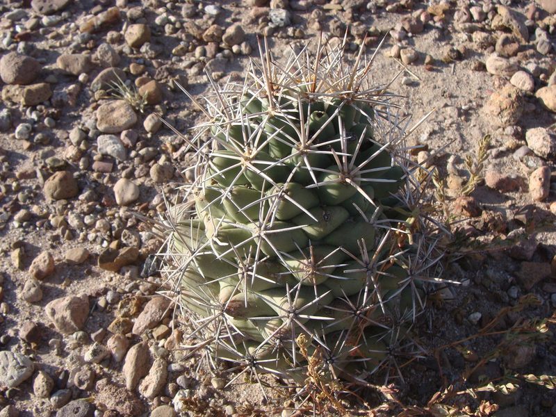 Coryphantha robustispina, photographed by Alejandro Sigala Chávez