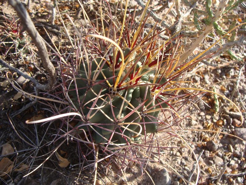 Ferocactus uncinatus, photographed by Alejandro Sigala Chávez