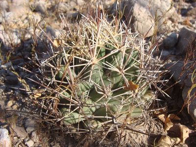 Coryphantha robustispina, photographed by Alejandro Sigala Chávez