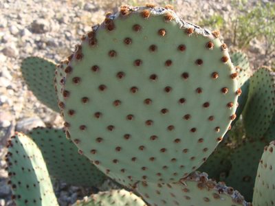 Opuntia rufida, photographed by Alejandro Sigala Chávez