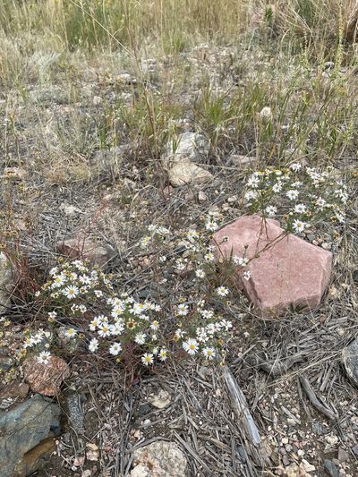 Symphyotrichum porteri, photographed by Stephen Hornbeck