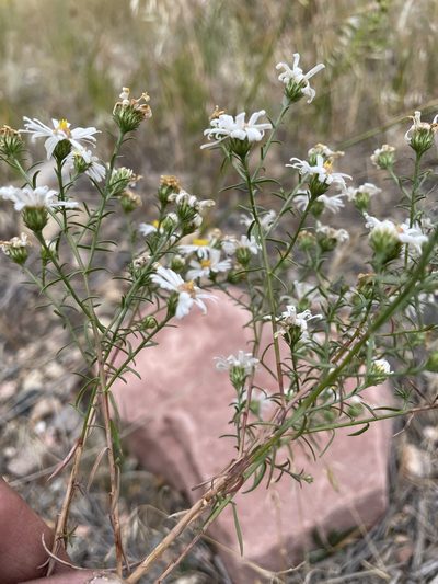 Symphyotrichum porteri, photographed by Stephen Hornbeck