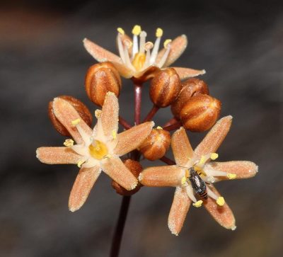 Austronea ecklonii, photographed by Brian du Preez