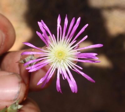 Erepsia gracilis, photographed by Brian du Preez