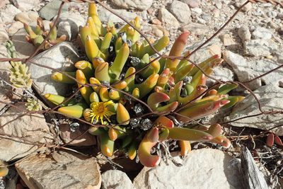 Glottiphyllum regium, photographed by Nicola van Berkel
