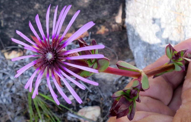 Erepsia pentagona, photographed by Di Turner