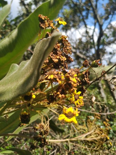 Espeletia pleiochasia, photographed by Andrés Ramírez-Barrera