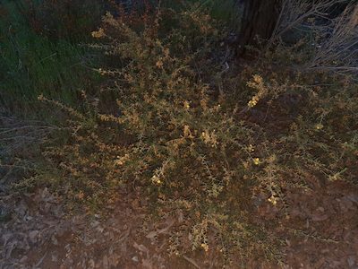 Acacia aspera, photographed by spacegecko